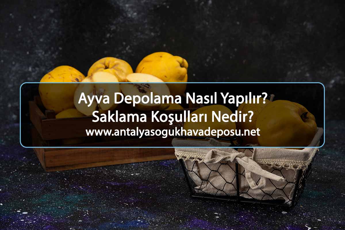 Ayva Depolama Nasıl Yapılır? Saklama Koşulları Nedir?