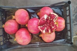 nar saklama koşulları